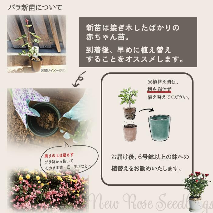 Amazon.co.jp: 【来年2027年お届け】 バラ 苗 バラ 新苗 オールド